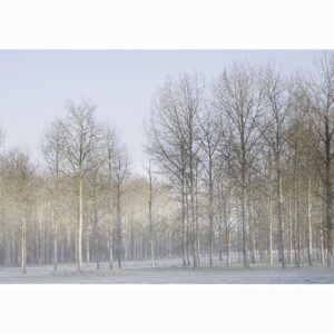 photographie appelée Matin D'hier; bois de peupliers au lever de soleil en hiver