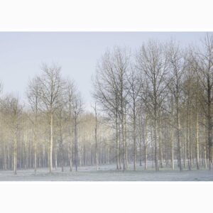 photographie appelée Matin D'hier; bois de peupliers au lever de soleil en hiver