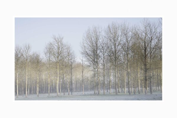 photographie appelée Matin D'hier; bois de peupliers au lever de soleil en hiver