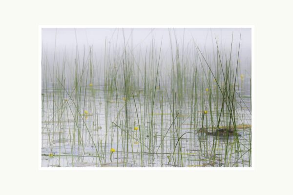 Photographie des Herbes hautes du lac de Remoray dans le Jura