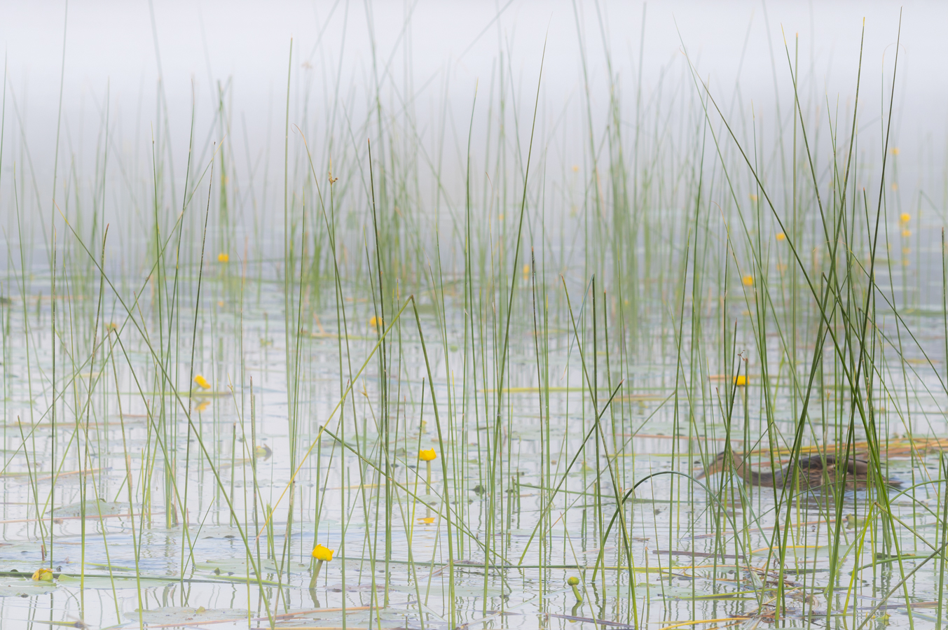 Photographie du Lac de Remoray utilisée pour illustrer l'article "trépied ou pas trépied. Pour ma série "Mes astuces de photographe de paysages"